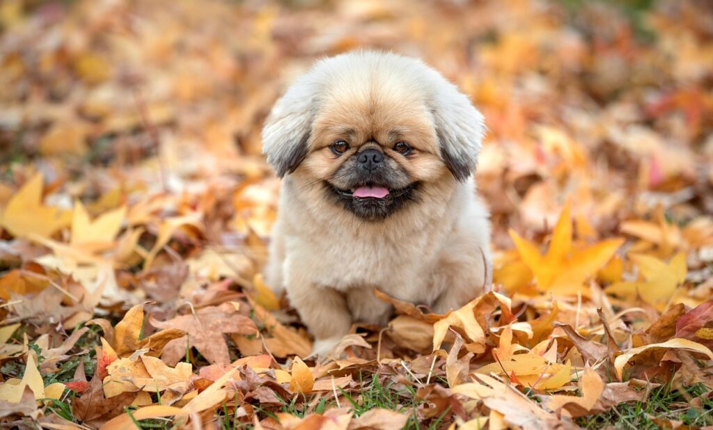 頭金ゼロで車を手に入れる秋のキャンペーンはどこで探せる？