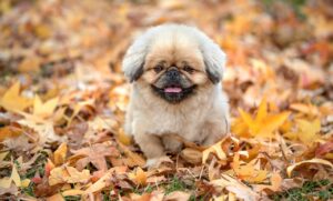 頭金ゼロで車を手に入れる秋のキャンペーンはどこで探せる？