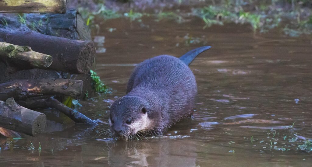 短期マイカー利用時のチェックポイントは？