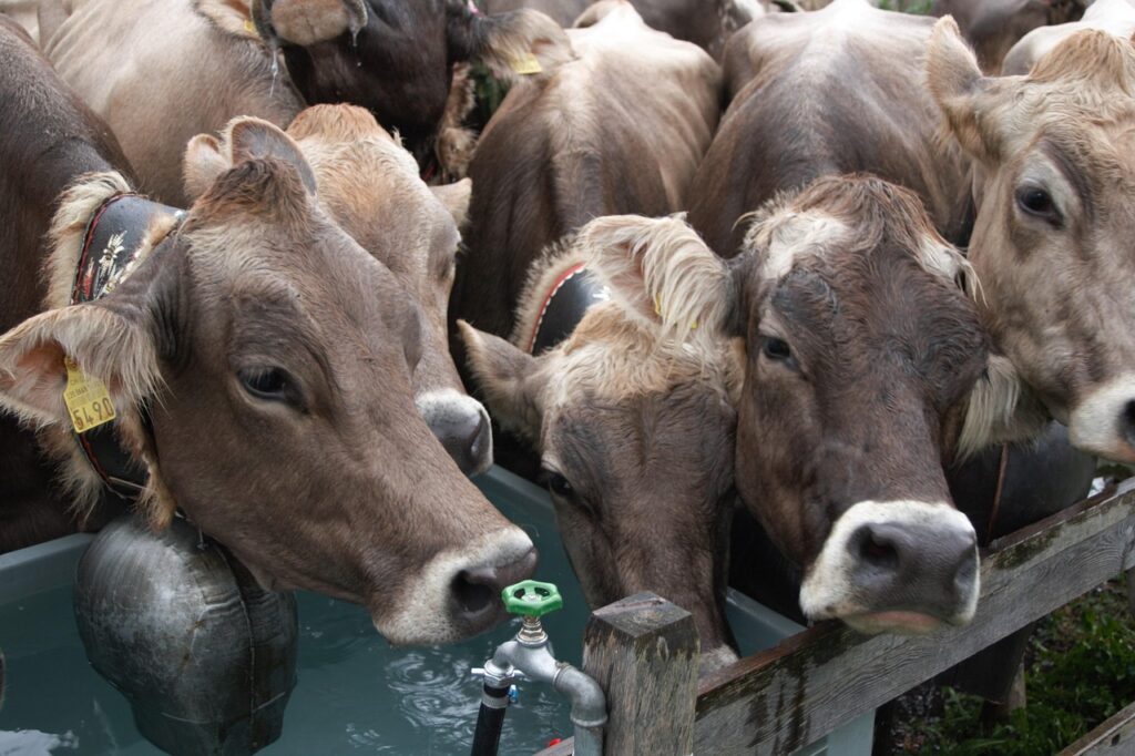 短期カーリースの返却時、車内の汚れは清算されるか？