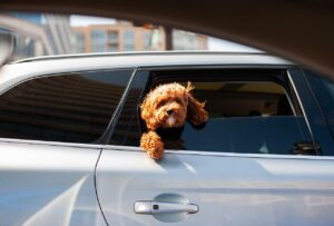 頭金ゼロで車購入する際の乗り出し費用と追加請求を防ぐ方法は？